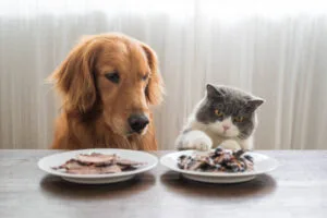 Pet Care Jobs Nanny Sitter Caregiver