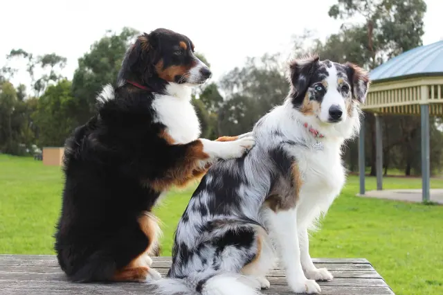 Pet Therapy Dogs Dog Training