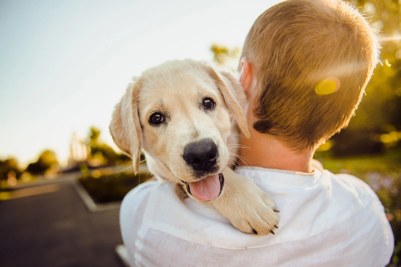 Pet Therapy Dogs Near Me for Emotional Support