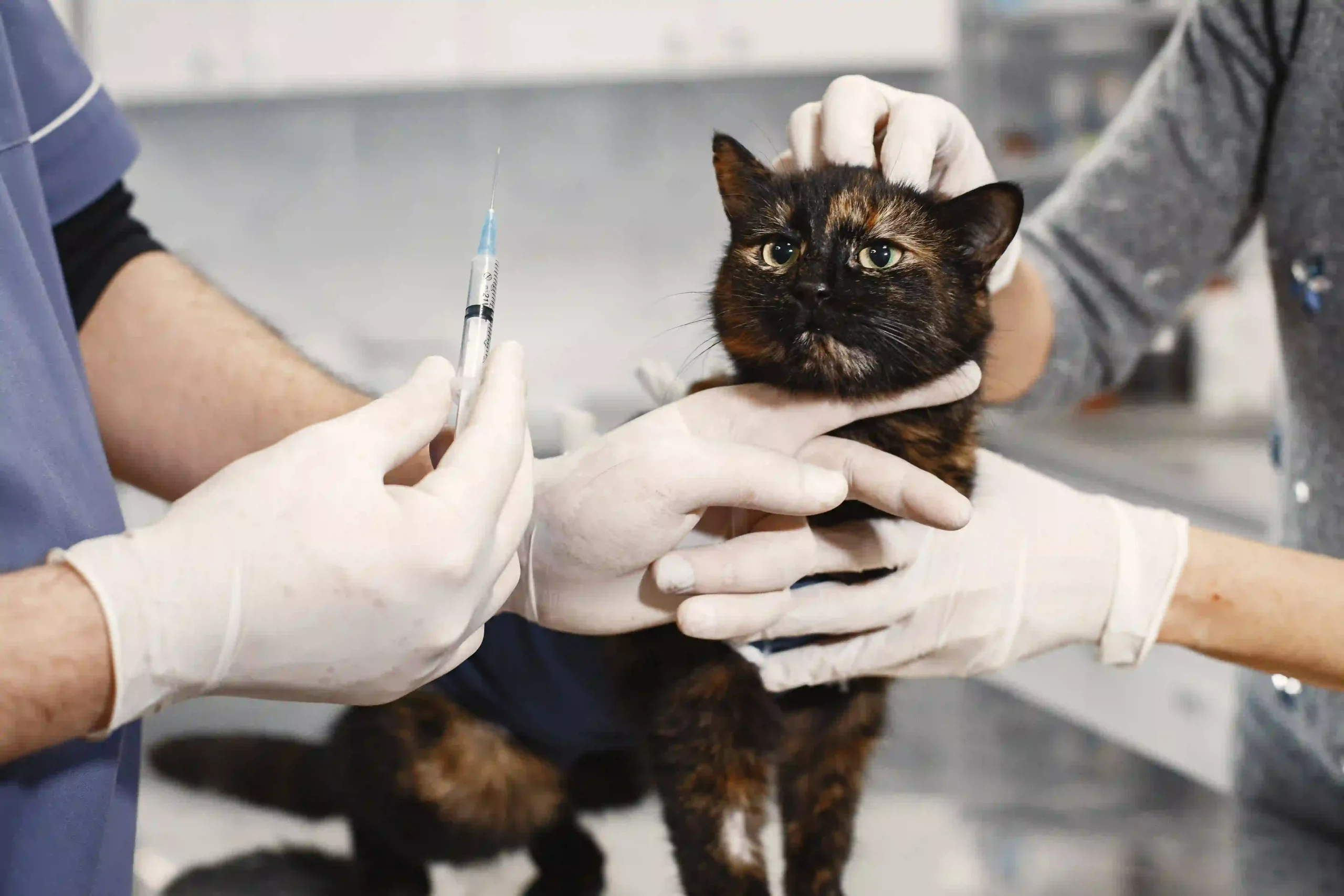 How To Find the Perfect Vet Near Me: Top 10 Vet Clinics