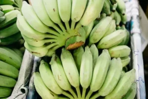 Benefits Of Green Bananas Matooke