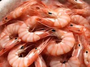 Fresh High Quality Shrimp