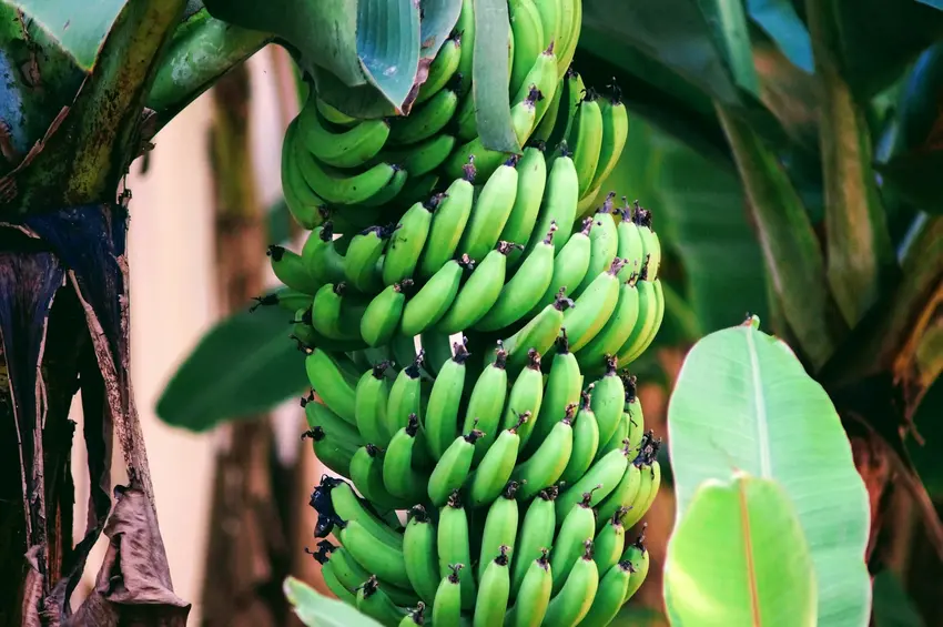 Are Green Bananas Good For You? 11 Shocking Health Benefits